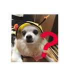 myname'schacha（個別スタンプ：5）