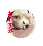 myname'schacha（個別スタンプ：8）
