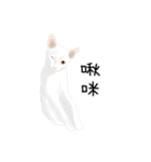 A pair of sisters meow（個別スタンプ：8）