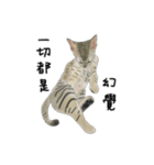 A pair of sisters meow（個別スタンプ：9）