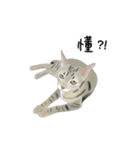 A pair of sisters meow（個別スタンプ：12）