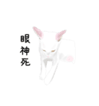 A pair of sisters meow（個別スタンプ：13）