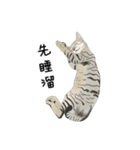 A pair of sisters meow（個別スタンプ：15）