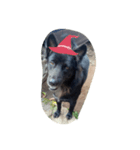 The black dog.01（個別スタンプ：3）