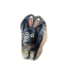 The black dog.01（個別スタンプ：5）