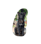 The black dog.01（個別スタンプ：7）