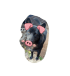 The black dog.01（個別スタンプ：8）