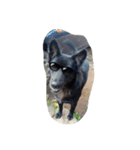 The black dog.01（個別スタンプ：9）