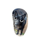 The black dog.01（個別スタンプ：12）