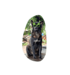 The black dog.01（個別スタンプ：14）