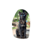 The black dog.01（個別スタンプ：15）