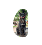 The black dog.01（個別スタンプ：16）