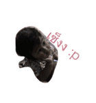PEve1（個別スタンプ：3）