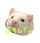 ゴンコタスタンプ（個別スタンプ：2）