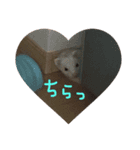ゴンコタスタンプ（個別スタンプ：3）