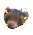ゴンコタスタンプ（個別スタンプ：4）