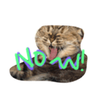 うちの猫。3（個別スタンプ：5）