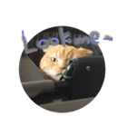 うちの猫。3（個別スタンプ：6）