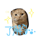 うちの猫。3（個別スタンプ：7）