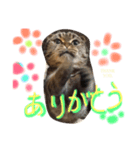うちの猫。3（個別スタンプ：8）