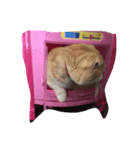 うちの猫。2（個別スタンプ：2）
