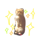 うちの猫。2（個別スタンプ：4）
