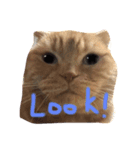 うちの猫。2（個別スタンプ：5）