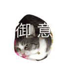うちの猫。2（個別スタンプ：7）
