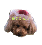 ちょこ、ここあスタンプ（個別スタンプ：16）