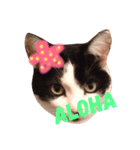 Krazy cute Kitty（個別スタンプ：1）