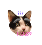 Krazy cute Kitty（個別スタンプ：2）
