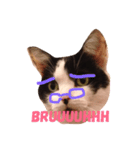 Krazy cute Kitty（個別スタンプ：3）
