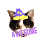Krazy cute Kitty（個別スタンプ：5）
