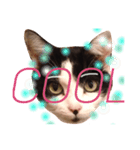 Krazy cute Kitty（個別スタンプ：6）