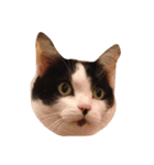 Krazy cute Kitty（個別スタンプ：7）