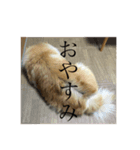 もっちゃんともふもふの日々（個別スタンプ：6）