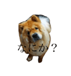 もっちゃんともふもふの日々（個別スタンプ：8）