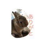 本物うさぎとかめ（個別スタンプ：4）