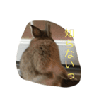 本物うさぎとかめ（個別スタンプ：9）