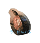 本物うさぎとかめ（個別スタンプ：11）
