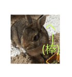 本物うさぎとかめ（個別スタンプ：15）