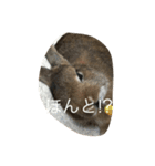 本物うさぎとかめ（個別スタンプ：19）