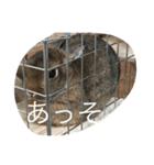 本物うさぎとかめ（個別スタンプ：22）