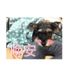 Schnauzer- Latte's Life（個別スタンプ：1）