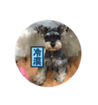 Schnauzer- Latte's Life（個別スタンプ：2）