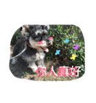 Schnauzer- Latte's Life（個別スタンプ：4）