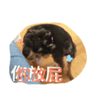 Schnauzer- Latte's Life（個別スタンプ：5）