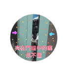 Schnauzer- Latte's Life（個別スタンプ：6）