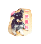 Schnauzer- Latte's Life（個別スタンプ：7）