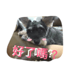 Schnauzer- Latte's Life（個別スタンプ：8）